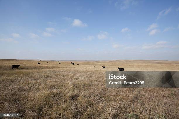 Prairies Série - Fotografias de stock e mais imagens de Nebrasca - Nebrasca, Pradaria, Agricultura