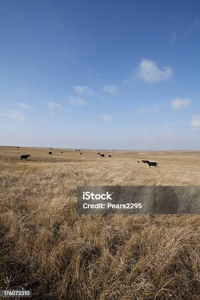 Prärieserie Stockfoto und mehr Bilder von Nebraska - Nebraska, Angus Rind, Ebene