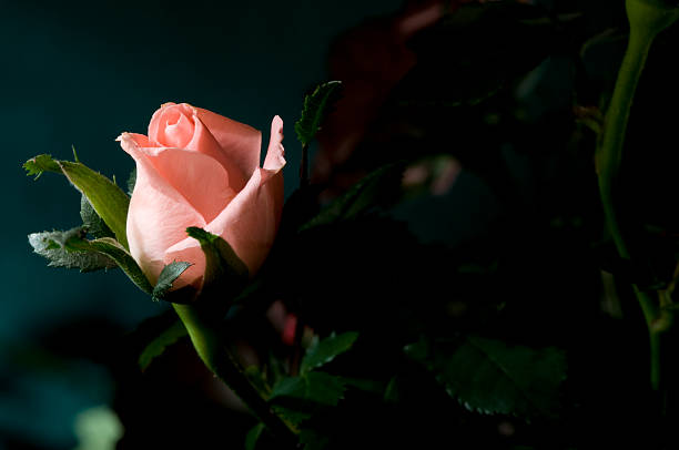 Single Rose stock photo