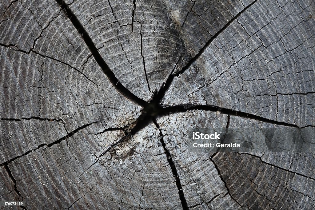 Дерево кольца xxxl - Стоковые фото Без людей роялти-фри