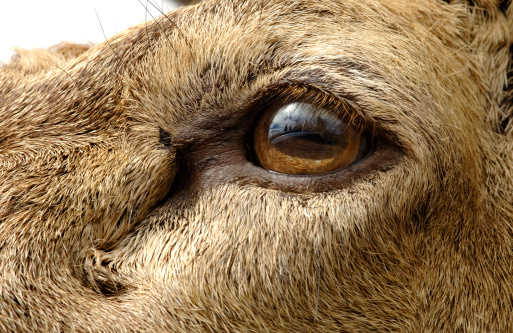 Close up of a Red Deer's eye