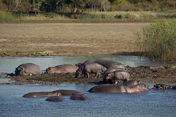 istock Hippopotamus (H. amphibius) resting at Lake Bank 176073772
