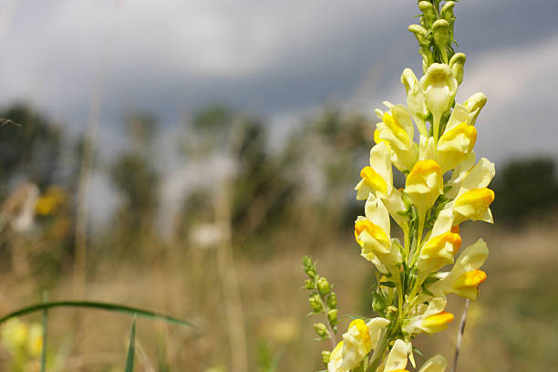 Close up of a pretty yellow wildflower, common toadflax (Linaria vulgaris), with background of English summer meadow. Toadflax belongs to the figwort family, which includes snapdragons and foxgloves. Common toadflax is native to Europe and western Asia, and introduced into the Americas and Australia. Toadflax is little referred to in British folk medicine, being as likely to cause illness as to effect a cure. Subject in focus at right, copy space at left.