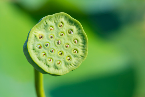 After the lotus flowers fall