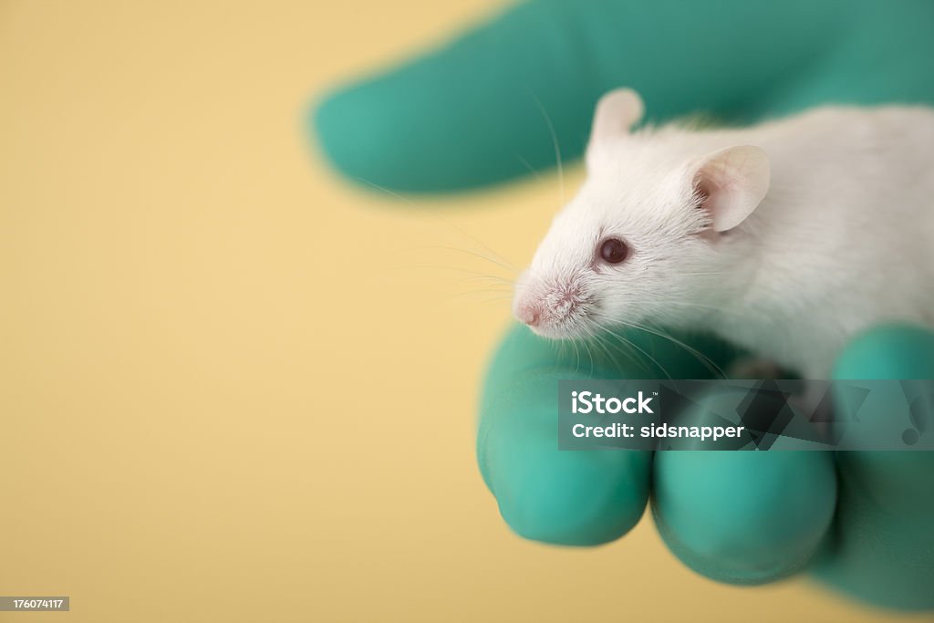 White mouse held in fingers of green gloved hand Tiny white mouse peeps out while being held gently by a green gloved hand Mouse - Animal Stock Photo