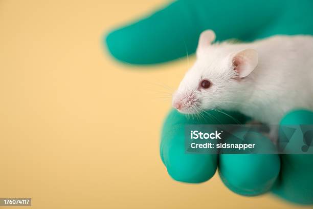 White Mouse Held In Fingers Of Green Gloved Hand Stock Photo - Download Image Now - Mouse - Animal, Laboratory, Scientific Experiment
