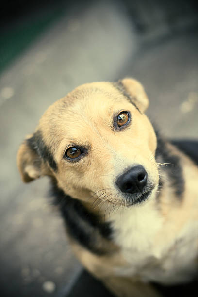 istock portrait of serious dog 176074230