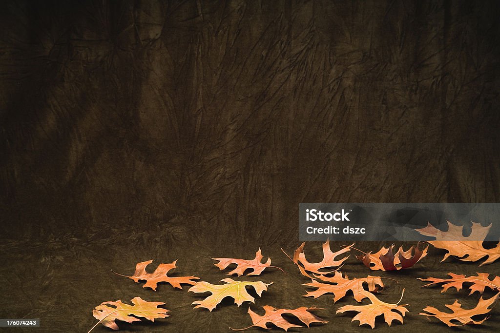 Autumn theme Autumn still life with oak leaves and brown background Autumn Stock Photo