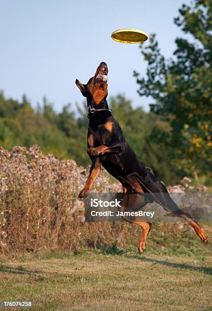 Foto de Incrível Poderoso E Graciosa Doberman Pinscher Salto Captura De Cão Frisbee e mais fotos de stock de Animal