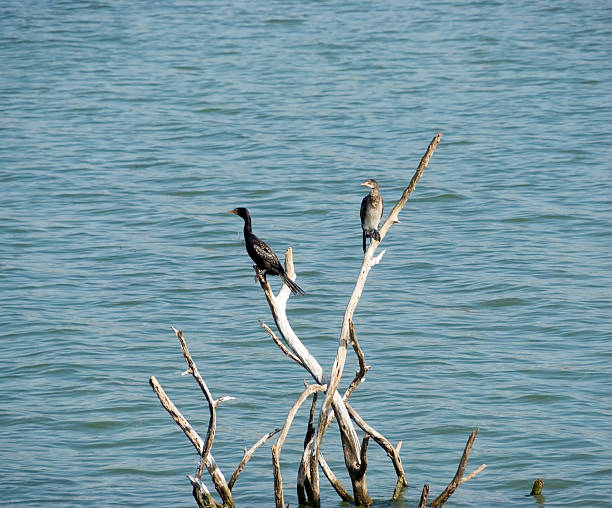 Reed Cormorant (Phalacrocorax africanus) "Habitat: Freshwater Dams, Lakes and Rivers. Roosts and breeds colonially. Status: Common Resident.This Picture is taken at the Phongolo Nature Reserve (Wetland)." phalacrocorax africanus stock pictures, royalty-free photos & images