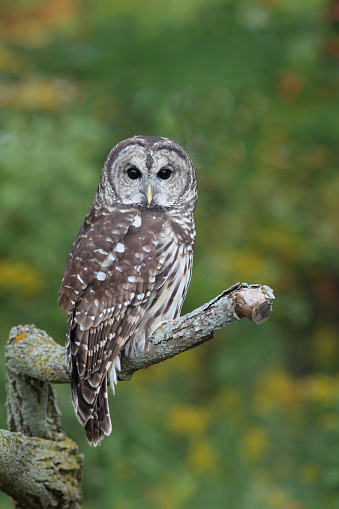 barred owl sitting on branch