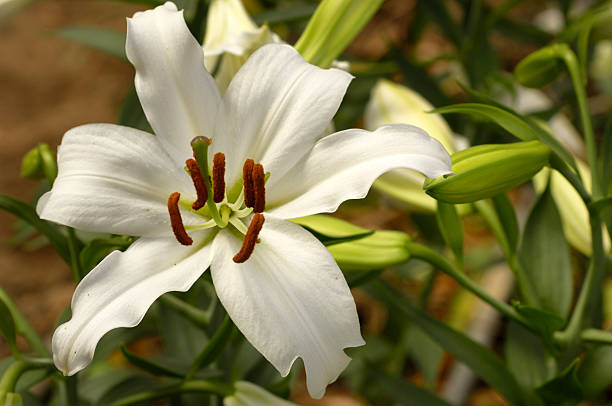 istock Close-up of White Siberia Lily 176074703