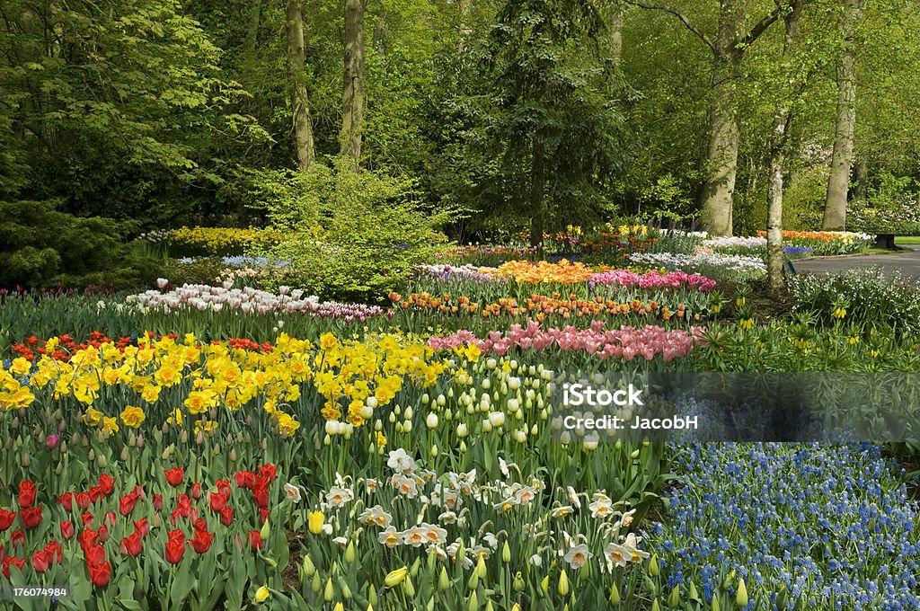 Primavera flores no parque - Foto de stock de Ajardinado royalty-free