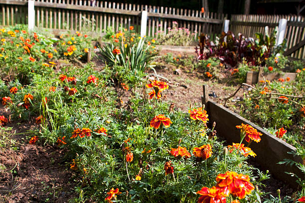 istock Historical 4 Square Garden with Marigolds and Yucca Plant 176074985