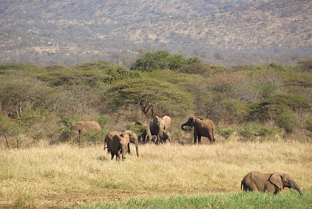 istock Herd of African Elephant (Loxodonta africana) 176074992