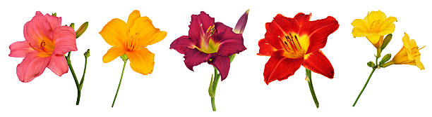 Daylilies (Hemerocallis) Five different Daylily flowers isolated on white day lily stock pictures, royalty-free photos & images