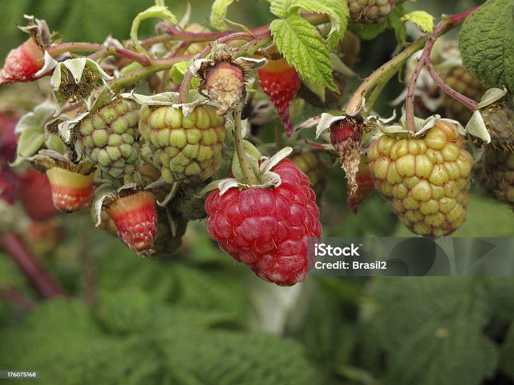 Filiale di lampone - Foto stock royalty-free di Cespuglio