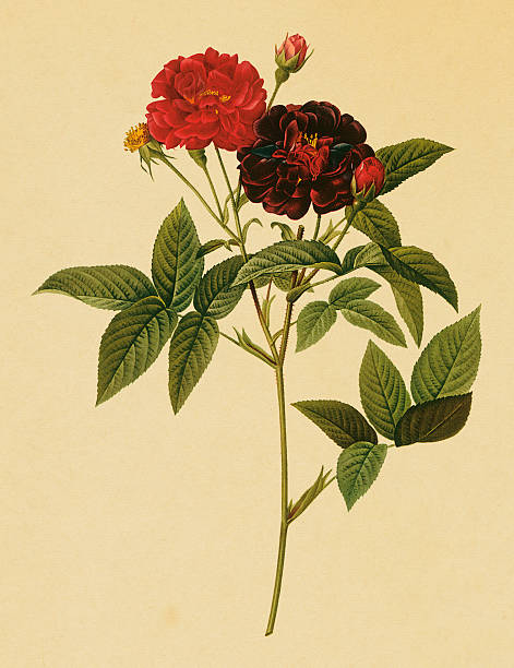 istock Purple rose | Antique Flower Illustrations 176075291