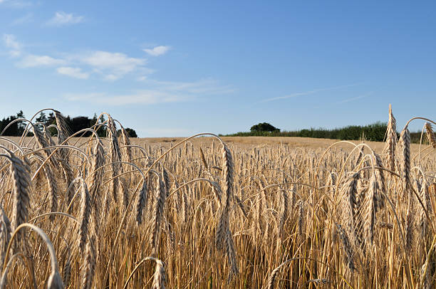 istock Field of Wheat 176075330