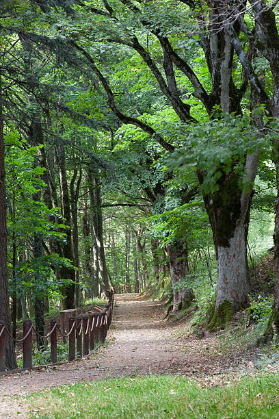 istock Avenue of lime trees 176075400