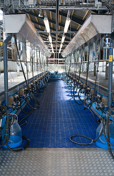 Milking unit stock photo
