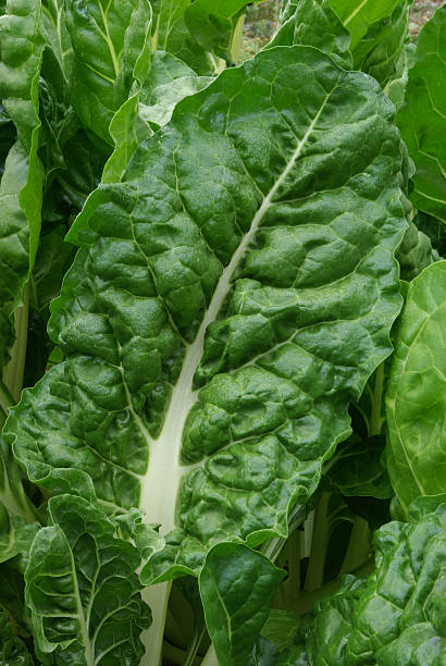 istock Silver beet in the vegetable garden 176075647