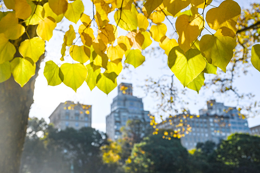 Central Park in Manhattan. Autumn with colorful trees.
