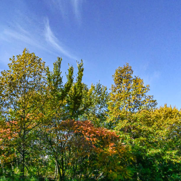 Central Park in Manhattan. Autumn with colorful trees.