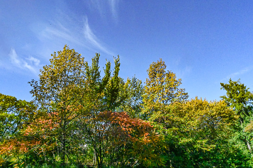 Central Park in Manhattan. Autumn with colorful trees.