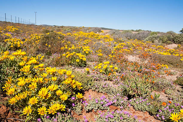 istock Namaqualand flowers 176075753