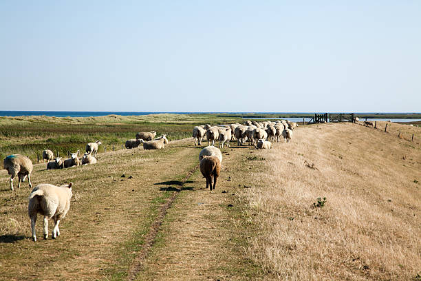 Sheeps on dike.