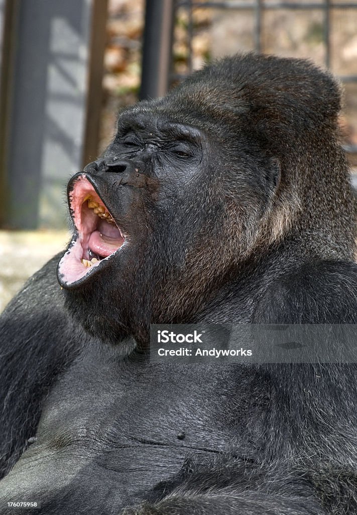 Singen Silberrücken-Gorilla - Lizenzfrei Gorilla Stock-Foto