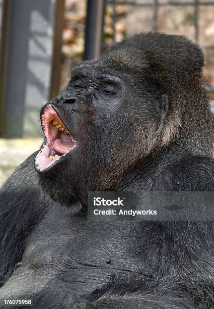 Singen Silberrückengorilla Stockfoto und mehr Bilder von Gorilla - Gorilla, Geöffneter Mund, Einzelnes Tier