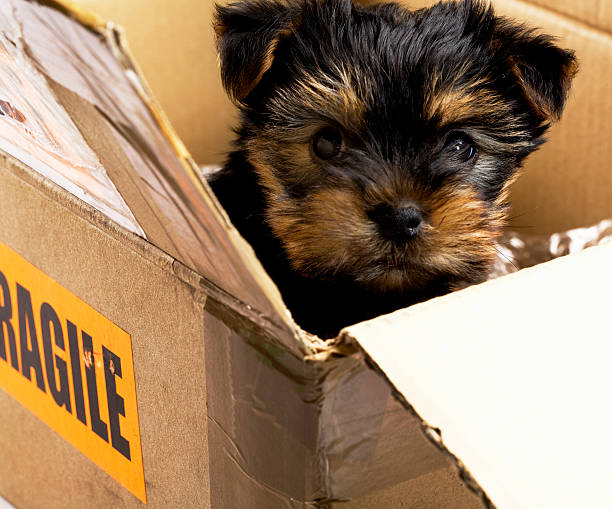 istock Yorkshire puppy in a box 176076001