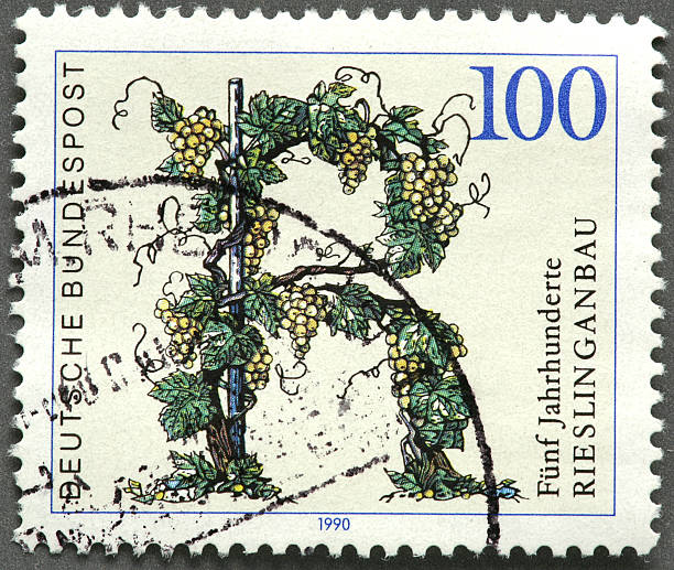 istock letter R made from vines and grapes 176076373