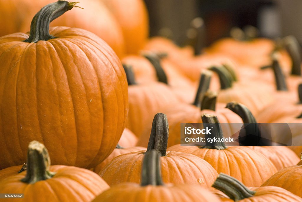 Schwindlig Kürbisse - Lizenzfrei Agrarbetrieb Stock-Foto