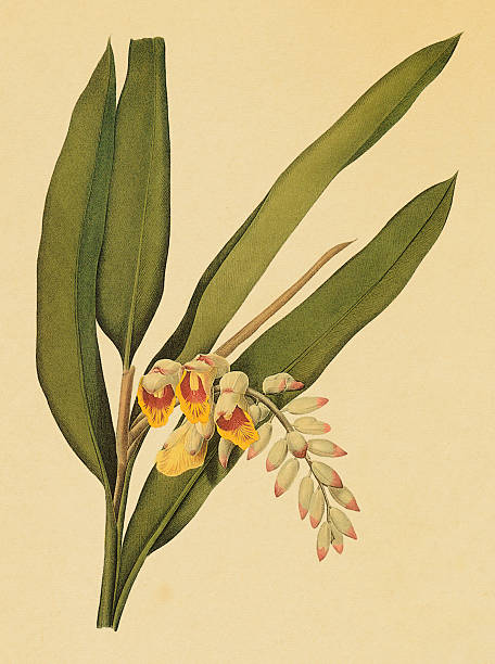 топ ginger/старинные цветок иллюстрации - ginger tropical flower flower plant stock illustrations