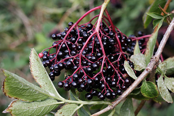 A cluster of ripe black elderberries with leaves, part of the autumn harvest beloved of birds such as wood pigeons on a roadside in Merton, Surrey, UK. Traditionally a guard against winter colds, having (supposedly) anti-viral properties. Also a popular source for a dark elderberry wine. (The white elderflower makes for a light wine.).