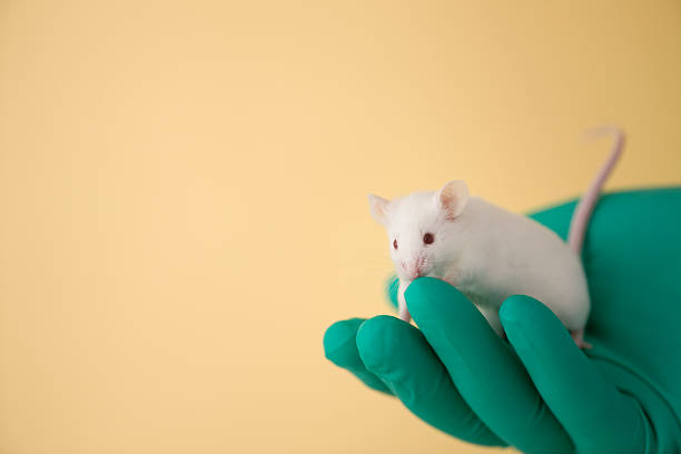 istock White mouse in the palm of a hand 176076705