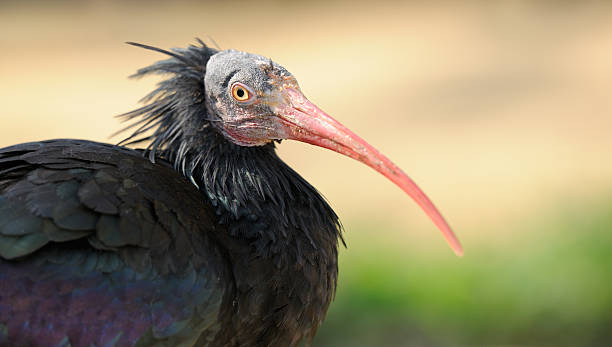 istock Northern Bald Ibis / Woodrapp (Geronticus Eremita) Portrait (XXXL) 176077021