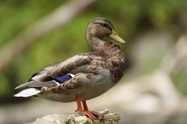 istock Ducks in Ontario Nature 1760770353