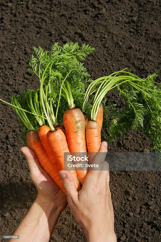 Zanahorias fresca - Foto de stock de Agarrar libre de derechos