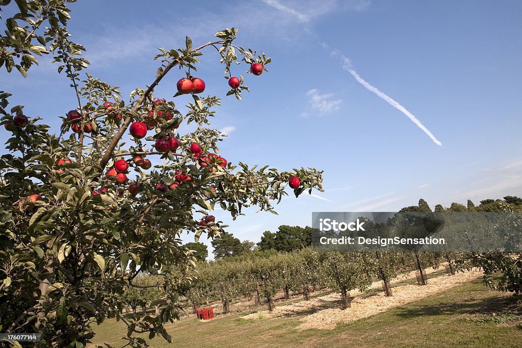 사과나무 과수원 - 로열티 프리 개체 그룹 스톡 사진
