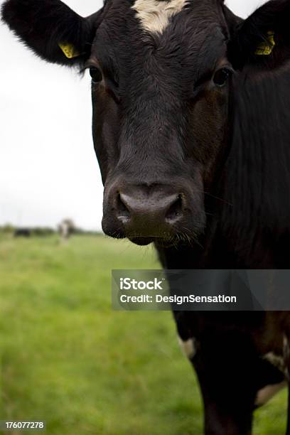 Frísico Curioso Vaca Em Campo - Fotografias de stock e mais imagens de Agricultura - Agricultura, Animal, Ao Ar Livre