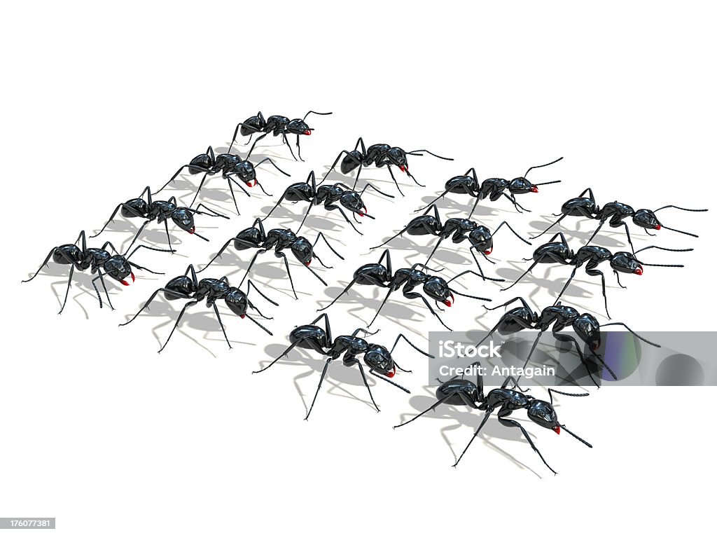 Formigas - Foto de stock de Engatinhar royalty-free
