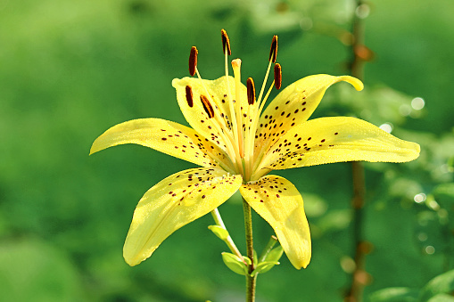 Blooming bright inflorescence of yellow tiger lily in a summer country garden.