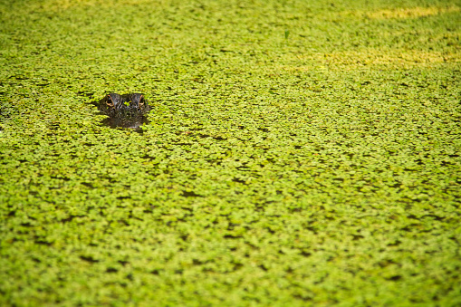 An American Alligator floats in a marshland, looking straight at the camera.