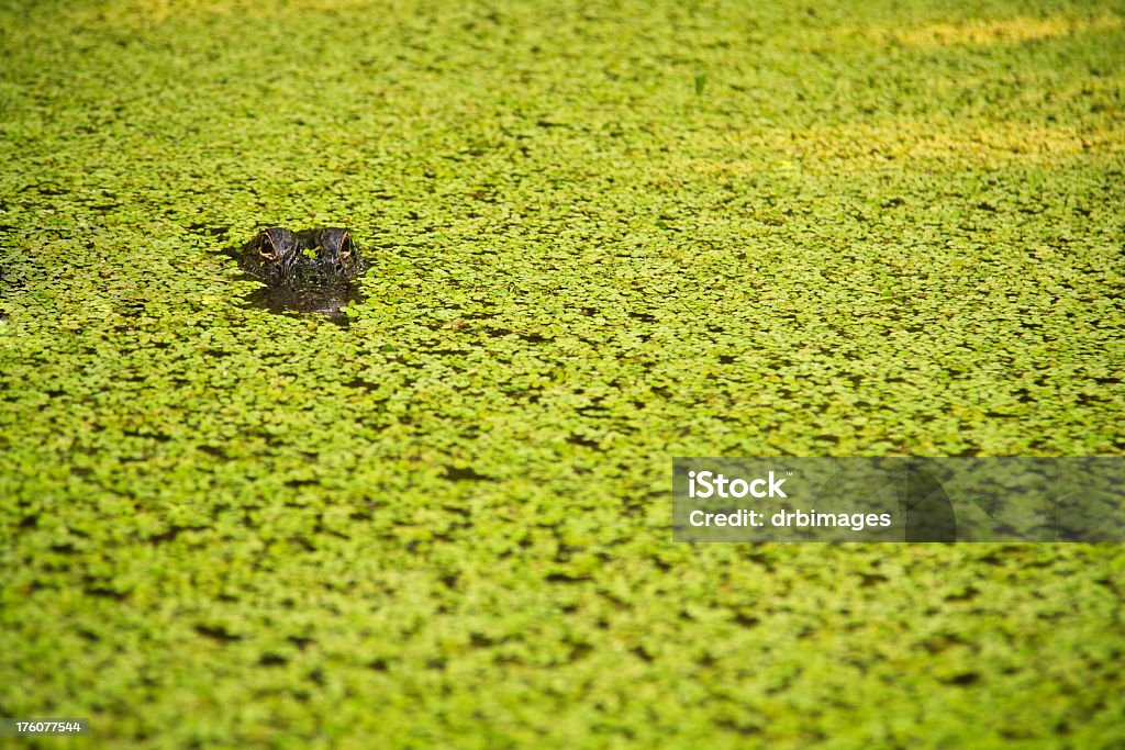Hidden American Alligator An American Alligator floats in a marshland, looking straight at the camera. Alligator Stock Photo