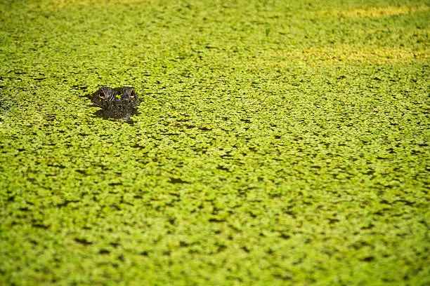 Photo of Hidden American Alligator