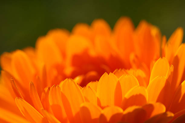 istock Marigold in the counter-light 176077630